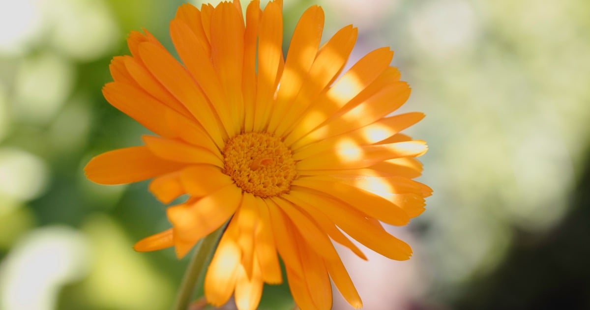 yellow flower